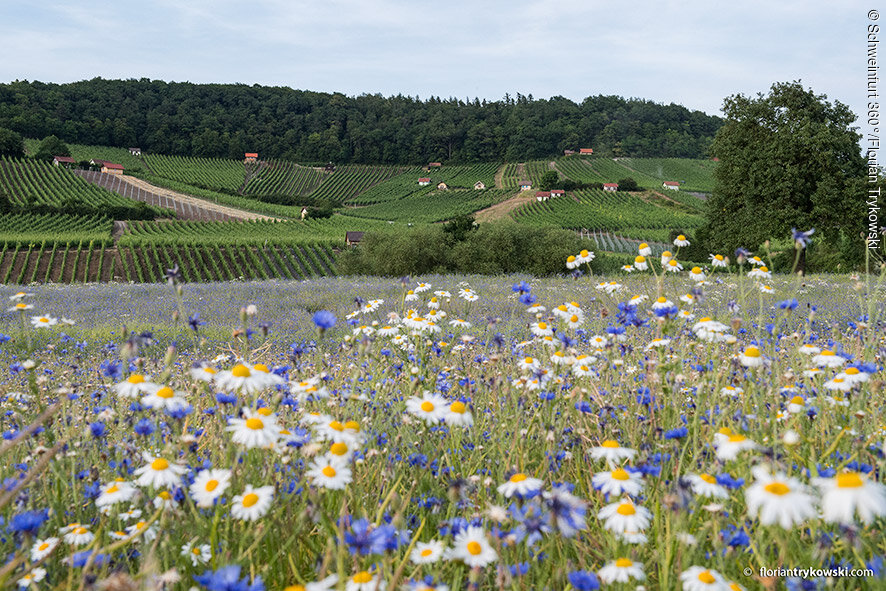 Weinlage Donnersdorfer Falkenberg (Donnersdorf, Steigerwald)