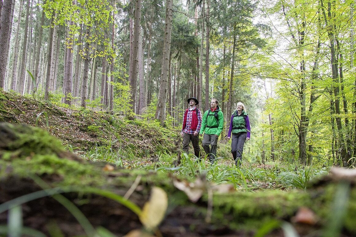 Unterwegs auf der Spessartfährte Steinauer Hochgefühl