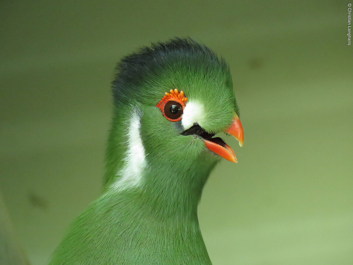 Zoo (Hof, Fichtelgebirge)