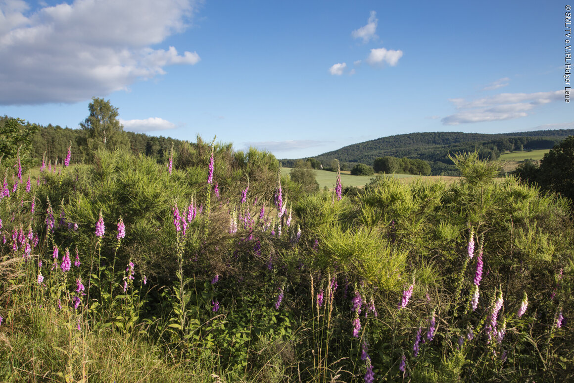 Barrierefreies Walderlebnis am Oberschnorrhof (Dammbach, Spessart-Mainland) near Mespelbrunn, Räuberland, Spessart-Mainland, Franconia, Germany