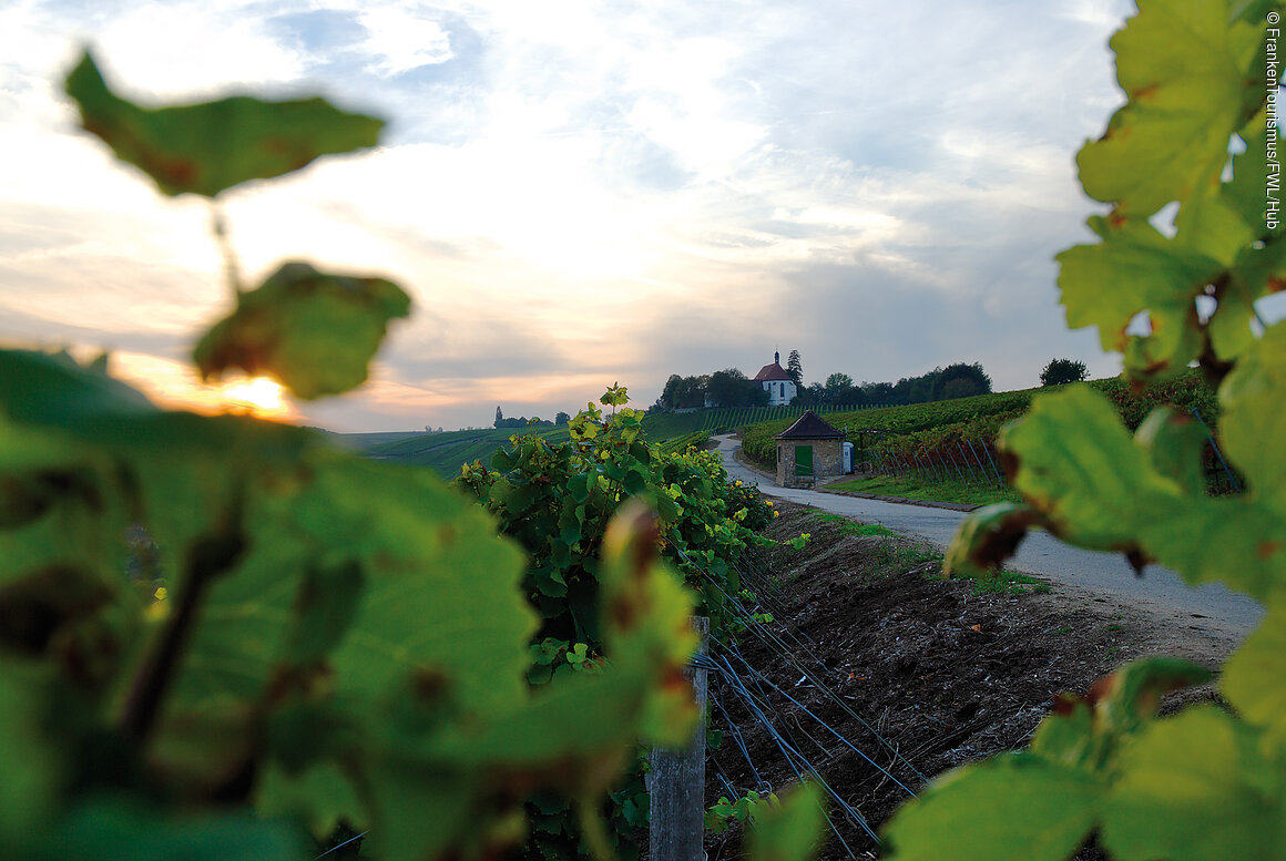 Weinberge an der Volkacher Mainschleife (Fränkisches Weinland)