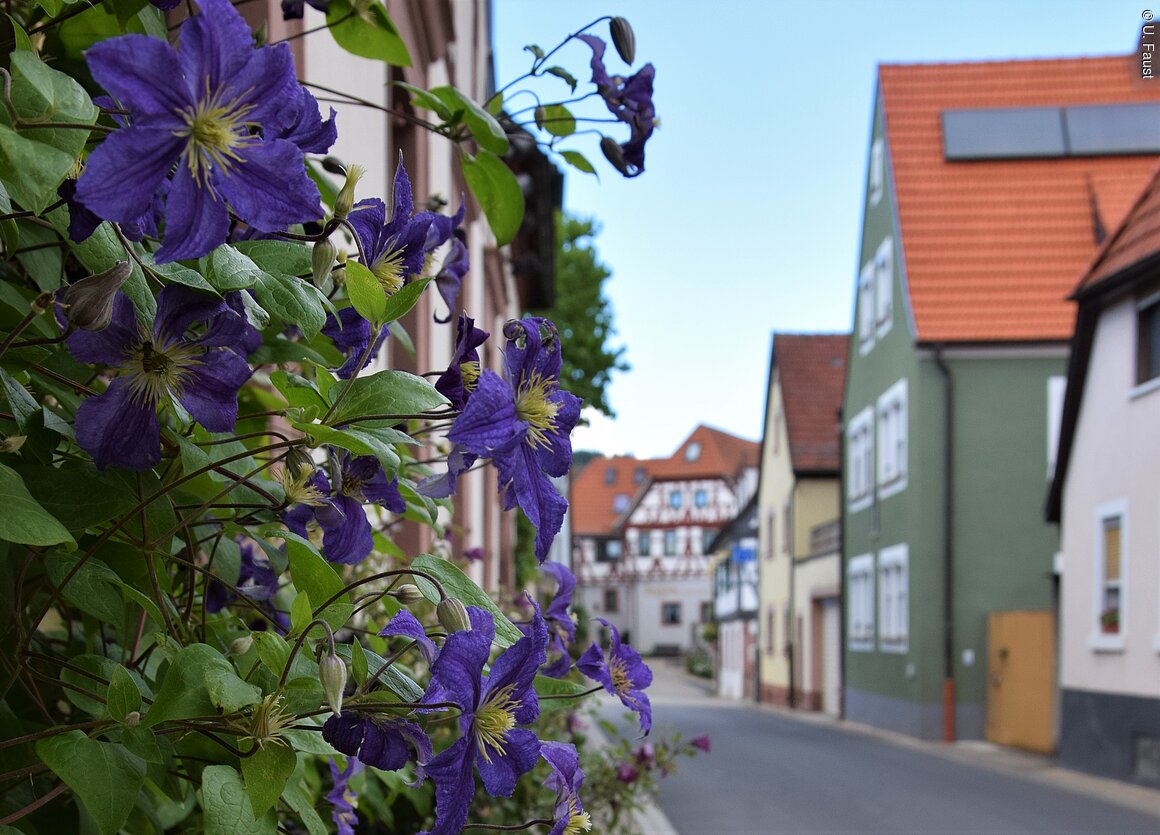 Clematisdorf (Erlabrunn, Fränkisches Weinland) Clematisdorf (Erlabrunn, Fränkisches Weinland)
