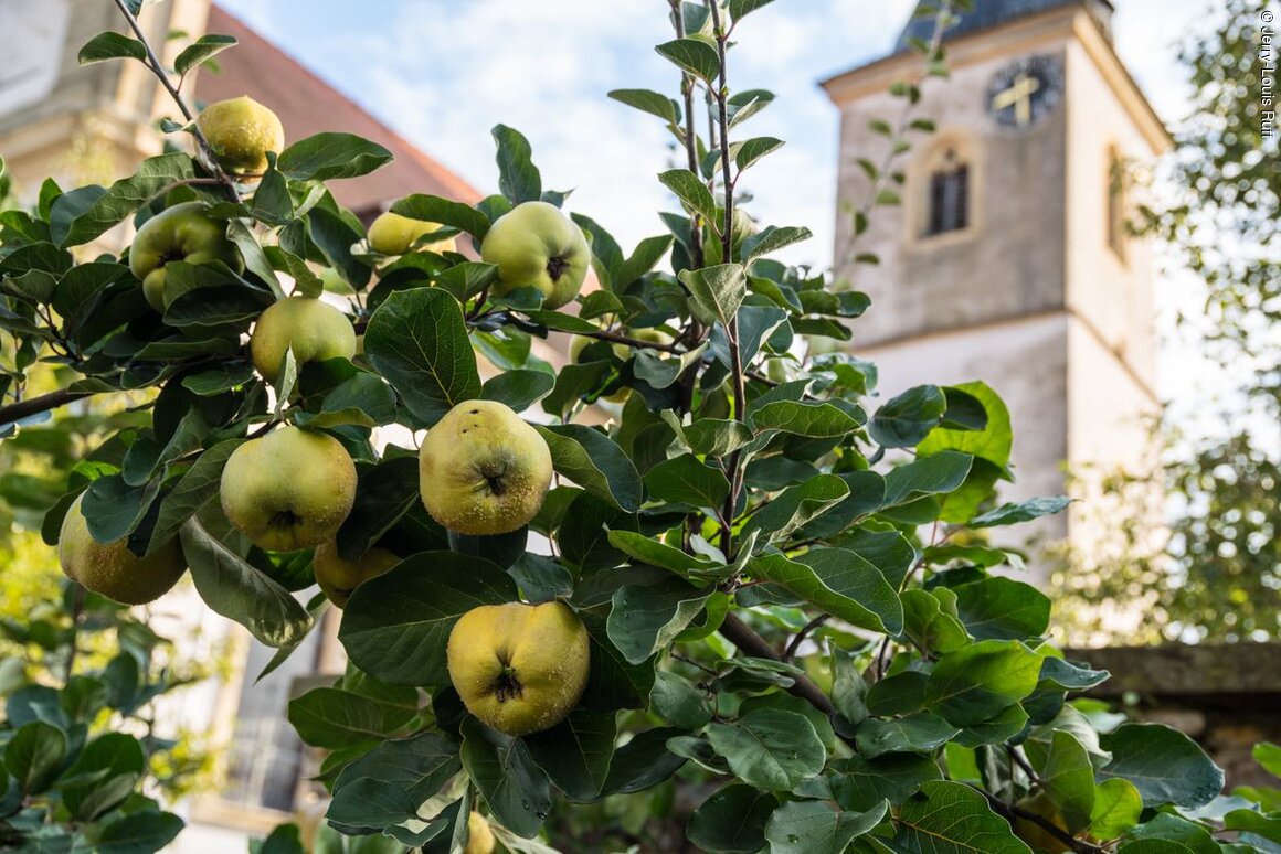 Quitten und mittelalterlicher Kirchturm (Eisenheim-Untereisenheim, Fränkisches Weinland)