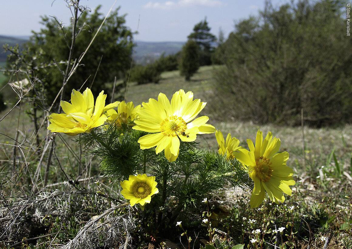 Naturschutzgebiet Mäusberg - Rammersberg - Ständelberg