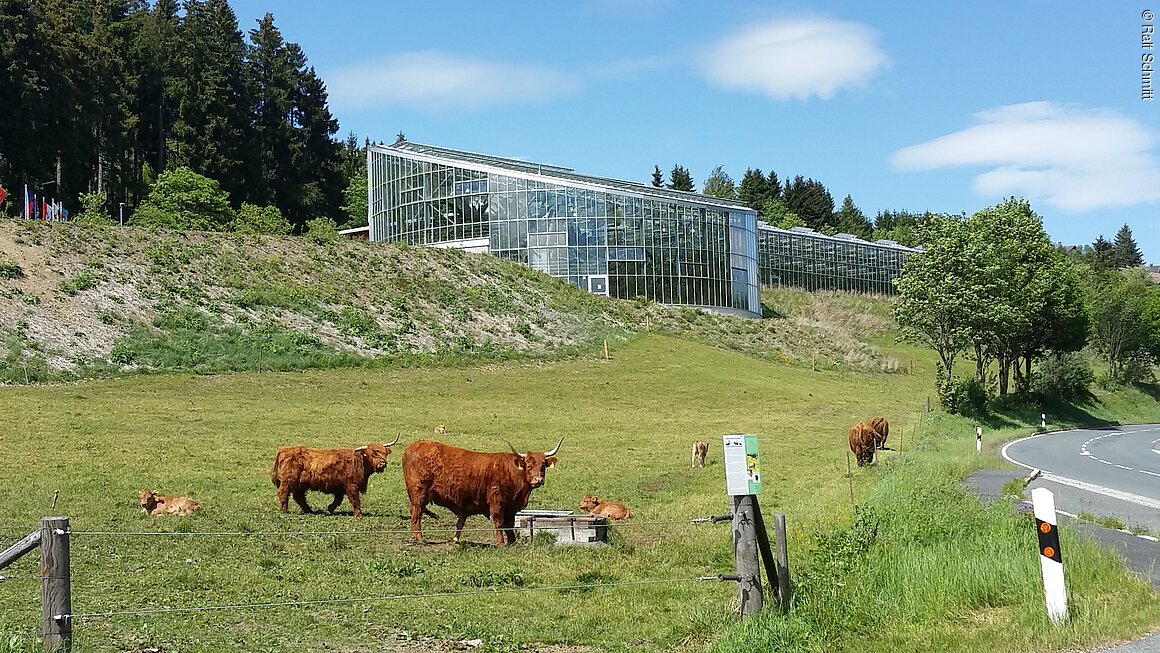 Hochlandrinder vor dem Tropenhaus (Tettau-Kleintettau, Frankenwald)