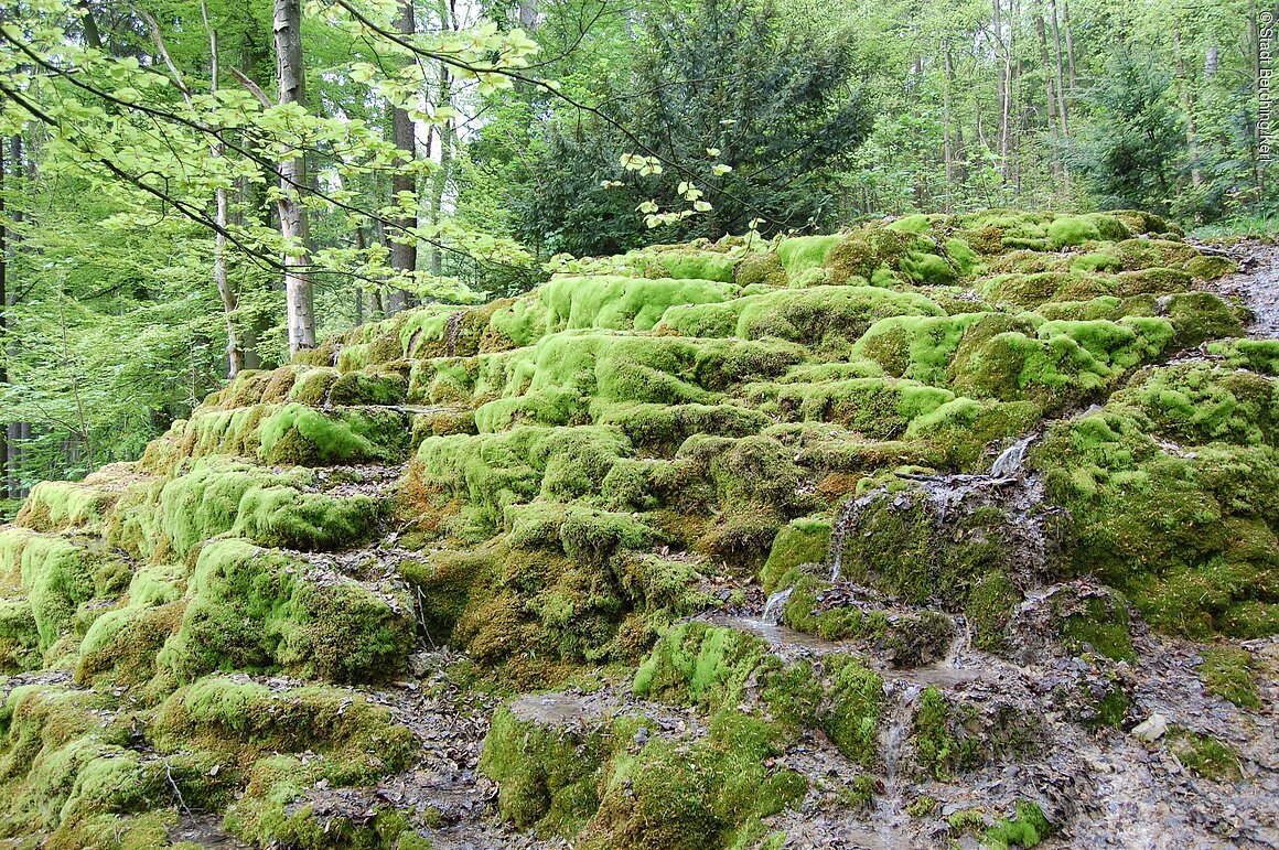 Kalktuffterrasse (Berching, Naturpark Altmühltal)