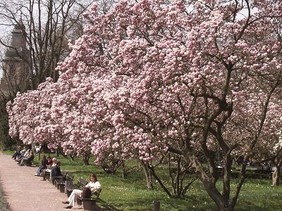 Park Schöntal Aschaffenburg - Magnolienhain