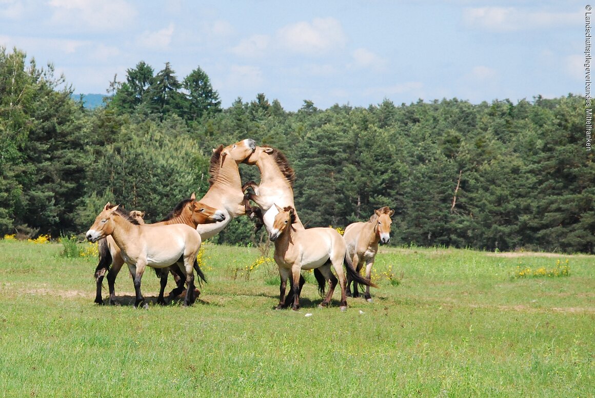 Urwildpferde im Tennenloher Forst